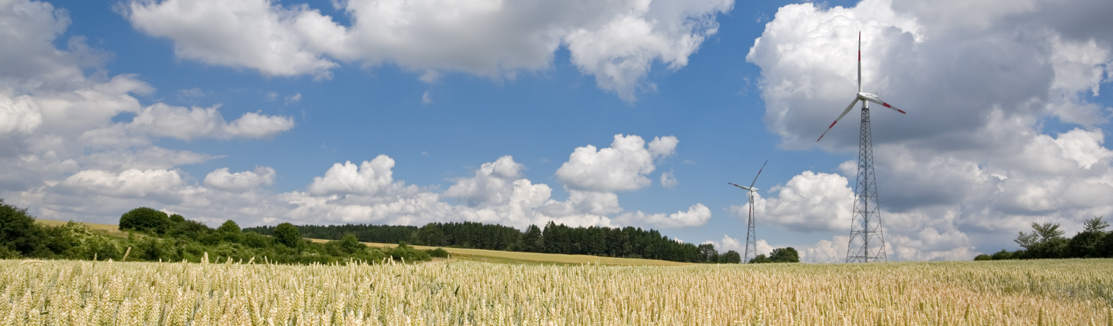 Two wind power stations behind a wheat field.