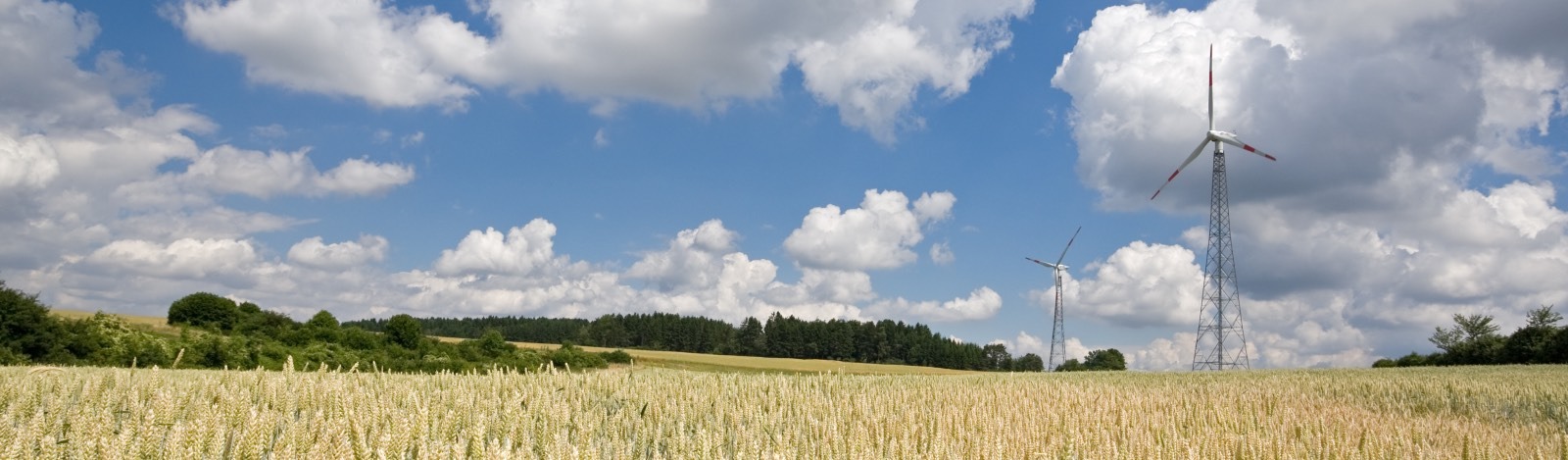 Wind Turbines in a corn field