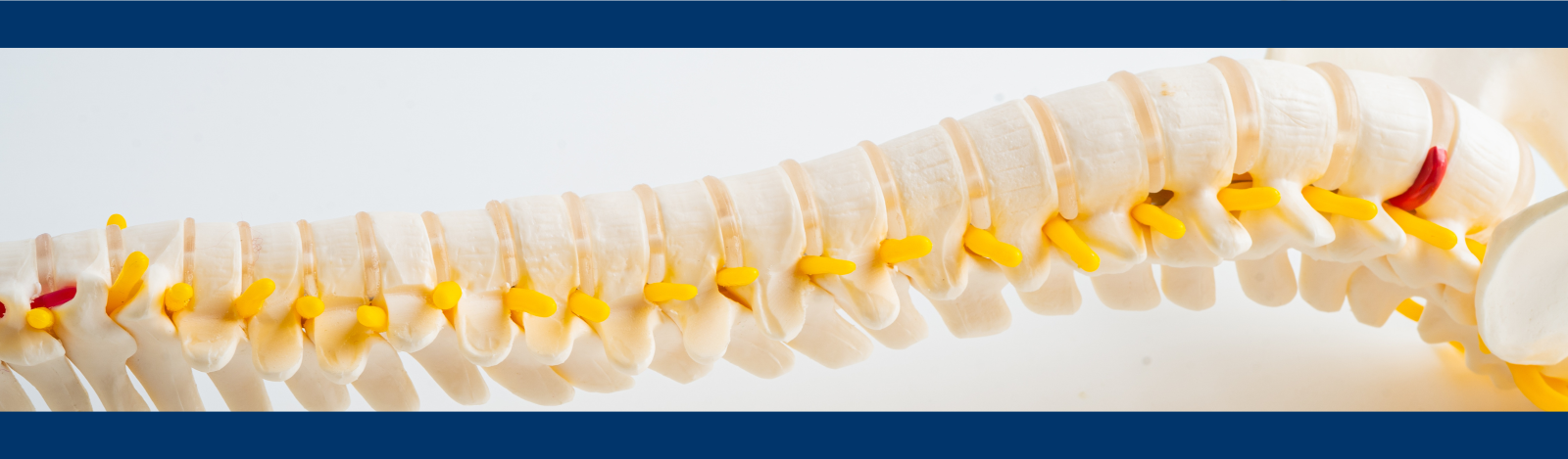 Picture of spine on skeleton