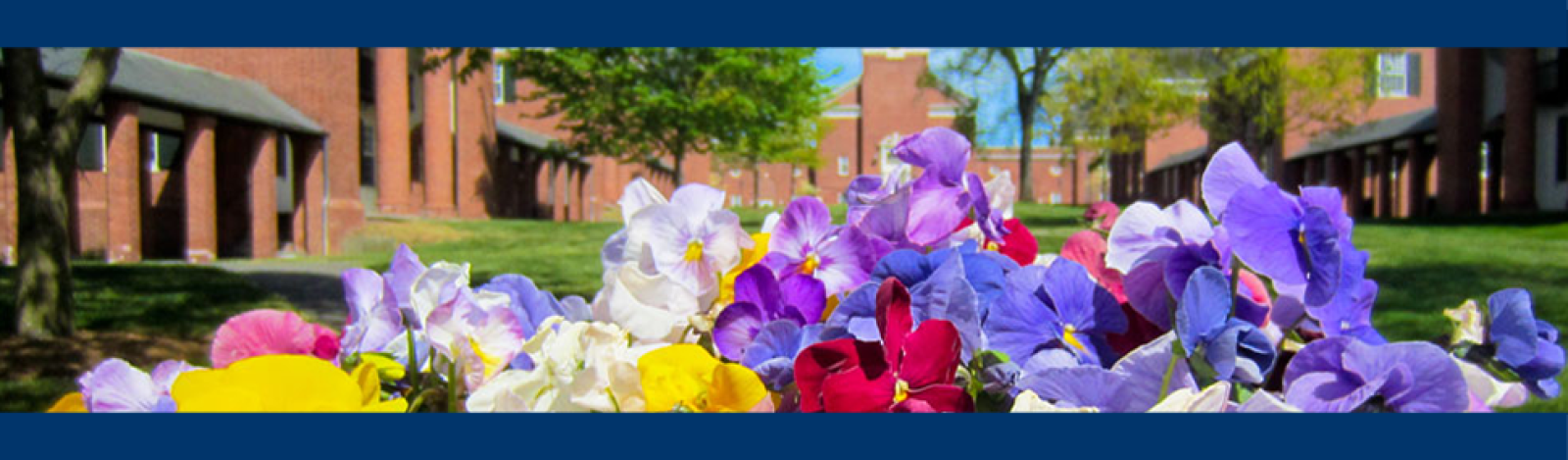 Flowers outdoors