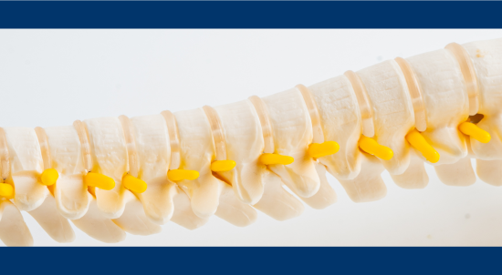 Picture of spine on skeleton